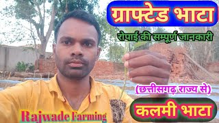 कलमी भाटा grafted baigan ki kheti बैंगन की रोपाई कैसे करे ।brinjal farmingVNR212 [upl. by Gentes76]