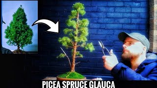 Picea Spruce for Bonsai  glauca var albertiana [upl. by Aliekahs496]