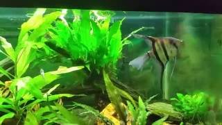 Angelfish with Tiger Barbs is Not a Good Idea [upl. by Guillaume]