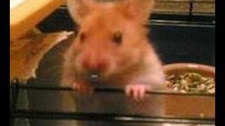 harry the hamster rap 2 SWEARING [upl. by Yenhpad]