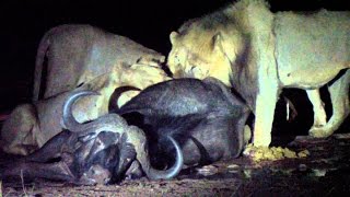 Leones cazando de noche [upl. by Nosyarg]