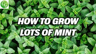 Mint Mastery Grow Abundant Mint Varieties Easily  Complete Herb Garden Guide [upl. by Anilys]