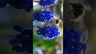 🌾 Grape Hyacinth Genus Muscari in Asparagus Family Asparagaceae  Observed in Description [upl. by Selwin]