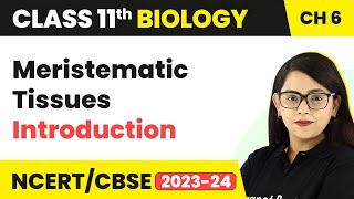 Meristematic Tissues  Introduction  Anatomy of Flowering Plants I Class 11 Biology [upl. by Victor]