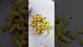 How to collect balsam seeds from plant for beginners  Impatiens balsamina seeds [upl. by Korney807]