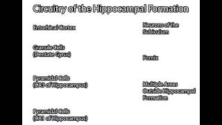 Hippocampal Formation [upl. by Yanahc]