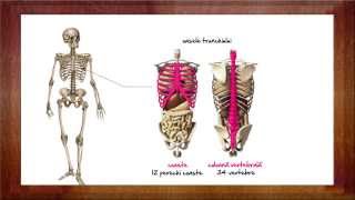 Biologie Sistemul osos  WinSchool [upl. by Onaicnop]