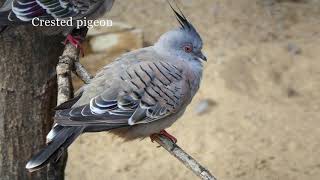 Crested Pigeon [upl. by Faletti598]