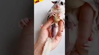 Cute animal baby sugar glider cute baby sugarglider shortvideo animals shorts [upl. by Howey572]