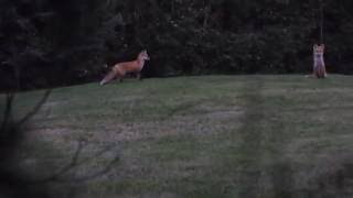 Red Fox Barking [upl. by Macmillan]