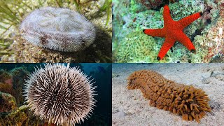 Echinoderms 101 Sea Stars Sea Urchins Sea Cucumbers and More [upl. by Lidah59]