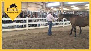 Pat Parelli  Equine Behavior Lecture at Colorado State University Part 1 [upl. by Lamb]