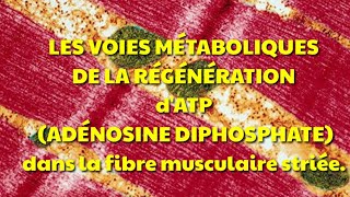 Les voies de régénération de lATP dans la cellule musculaire striée squelettique [upl. by Fiona]