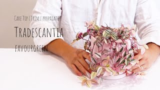 Tradescantia tricolor care Tip  How to grow Wandering jew plant pruning and propagation [upl. by Lucania]