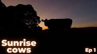 Sunrise with Cows  Episode 1 [upl. by Shanly]