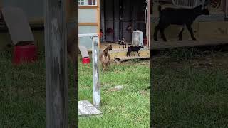 Goats playing in the yard nigeriandwarfgoat shortgoat buckling minigoat cutebabygoats [upl. by Reinhart]