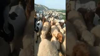 Poor peoples sheeps going back to villageKambagallarning qoylari qishloqqa qaytadi [upl. by Etana343]