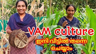 VAM culture  വാം ജീവാണു വളം വീട്ടിൽ തന്നെ ഉണ്ടാക്കാം VidhasWorld [upl. by Eninnaj]