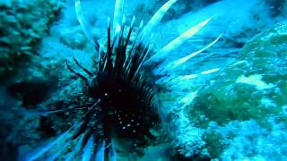 Shark Lionfish Eel ate Lionfish Scuba Diving Riviera Beach Florida [upl. by Belier519]