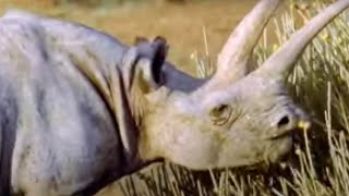 The Strong Gut of African Rhinos Living in Dry Habitat  BBC Studios [upl. by Doti413]