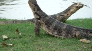 Monitor Lizards Do Battle Lumphini Park  Bangkok Thailand [upl. by Kippar194]