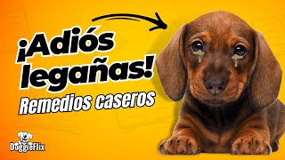 Legañas en los perros un problema común con soluciones efectivas [upl. by Bowerman]