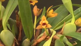 Maxillaria variabilis [upl. by Fife]