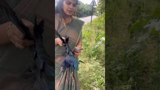 Bird Rescue Failure🦆 நீலத் தாழைக்கோழி  Purple Swamphen roadkill villagelife nature kids story [upl. by Eynttirb]