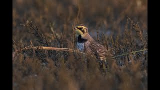 Strandleeuwerik Texel  Horned lark or shore lark Wadden Island Texel Vogelen met Limosa 47 [upl. by Blondell325]