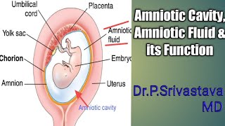 Amniotic cavity Amniotic Fluid amp its Function [upl. by Marleah]