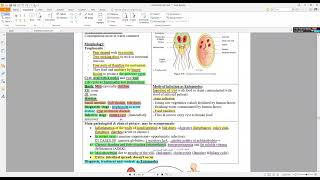 13 Giardia lamblia [upl. by Ayatahs]