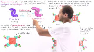 Activation of Phosphorylase Kinase [upl. by Kenelm]