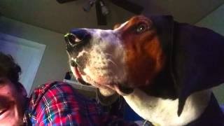 Jax Treeing Walker Coonhound crying grunitng and giving attitude [upl. by Yemar]