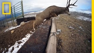 A Deer Migration You Have to See to Believe  National Geographic [upl. by Ina274]