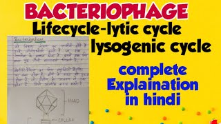 Bacteriophage  lytic cycle and lysogenic cycle in hindi [upl. by Comfort]