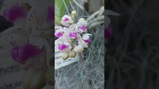 Rhynchostylis Giagantea foxtail blooms opening after the orchid show  vanda blooms orchids [upl. by Mya778]