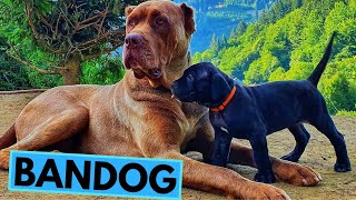 Bandog  TOP 10 Interesting Facts [upl. by Perkoff742]