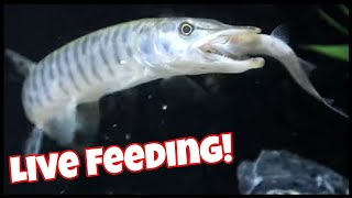 Pet Muskie Eating LIVE Fish [upl. by Tamah]