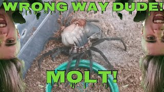 Tarantula Molting Youre doing it all wrong [upl. by Noremac]