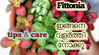 Fittonia plants care and propagation [upl. by Nolyd]