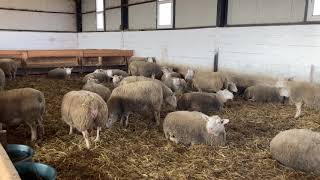 Berrichon tenyésztőnél jártam és vettem 2 kost  I visited a berrichon breeder and bought 2 rams [upl. by Morvin75]