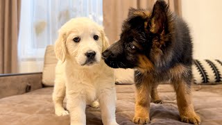 German Shepherd Puppy Meets Golden Retriever Puppy for the First Time [upl. by Odoric961]