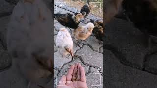 Brabanter chicken redcaps marans sodahühner rassemix kleintierzüchter happyhuhn kücken [upl. by Locke]