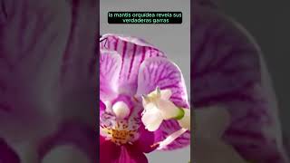 🌸💥🦟Mantis Orquídea VS Moscas shorts mantisorquidea moscas insectos [upl. by Ahsiele]