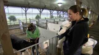 VetsOnCall  Dr Lindsey Peck cares for baby calves [upl. by Ellimac750]