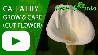 Calla lily flower  growing amp care cut flower [upl. by Ettelegna]