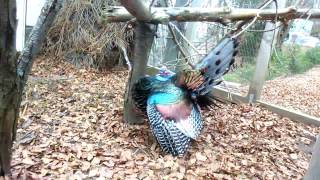 Ocellated Turkey Meleagris ocellata mating dance [upl. by Kristian732]