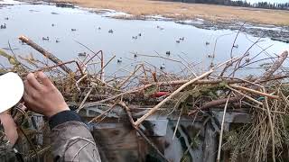 Mallard Duck KillCross Lake Manitoba [upl. by Joliet]