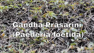 Gandha Prasarini Paederia foetida Plant [upl. by Rakia]