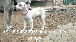 Ramanathapuram mandai dog sambal puppy 919994380959 kaali breeder kamuthi [upl. by Yelsek47]